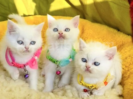 Karbeyaz Mavili British Shorthair Yavrularım