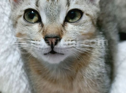 Prenses Ve Prens Si̇yamlar görsel