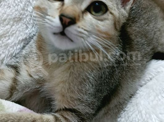 Prenses Ve Prens Si̇yamlar görsel