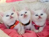 Maviş white brıtısh shorthair bebeklerim