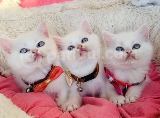 Maviş White Brıtısh Shorthair Bebeklerim