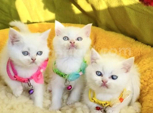 Karbeyaz Mavili British Shorthair Yavrularım görsel