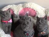 Ayı Suratlı Blue Brıtısh Shorthair Bebeklerim