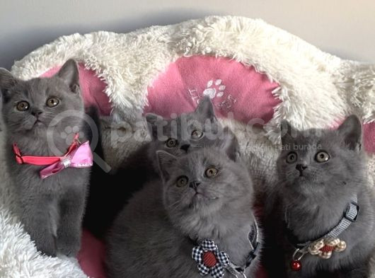 Ayı Suratlı Blue Brıtısh Shorthair Bebeklerim görsel