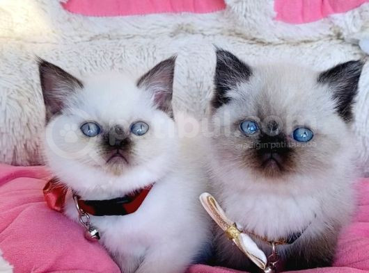 Özel Ve Nadir Maviş Chocolattepoınt Brıtısh Shorthair