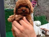 TEACUP 2 KG GARANTİSİ ALTINDA KIRMIZI RED TOOY POODLE