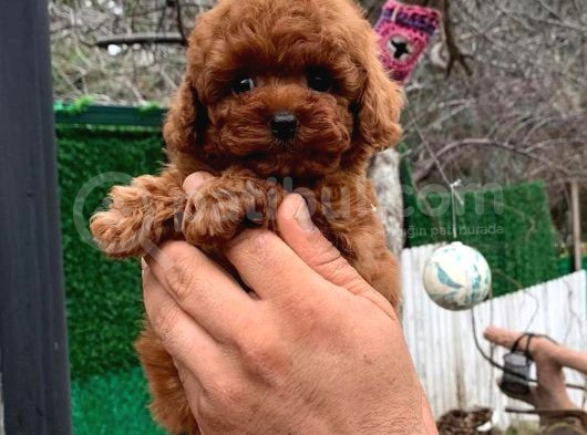 Teacup 2 Kg Garanti̇si̇ Altinda Kirmizi Red Tooy Poodle