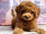 Kıpkırmızı Red Tooy Poodle Sevimli Yavrular
