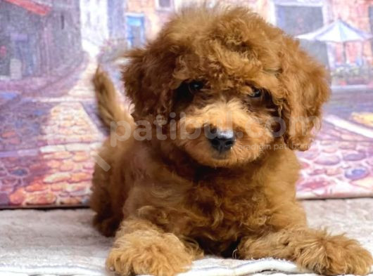 Kıpkırmızı Red Tooy Poodle Sevimli Yavrular görsel