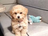Kahve tonlu mini boy puppy i yavrular MALTİPO CİNSİ