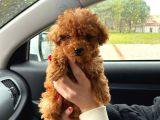 Teacup 2 Kg Garanti̇si̇ Altinda Kirmizi Red Tooy Poodle