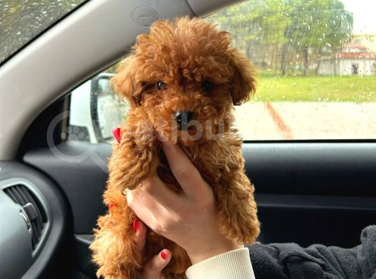Teacup 2 Kg Garanti̇si̇ Altinda Kirmizi Red Tooy Poodle görsel