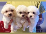 Teacup Maltese Terrier Bebekler