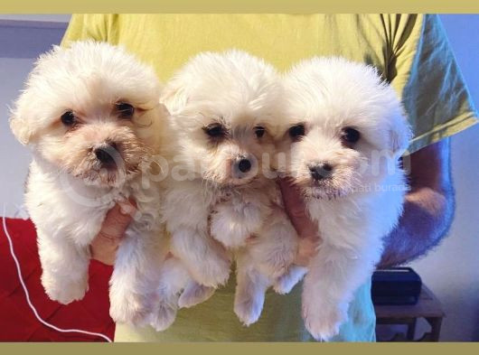 Teacup Maltese Terrier Bebekler görsel