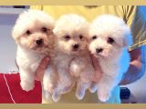 teacup maltese terrier bebekler