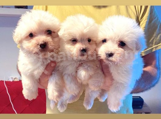 Teacup Maltese Terrier Bebekler