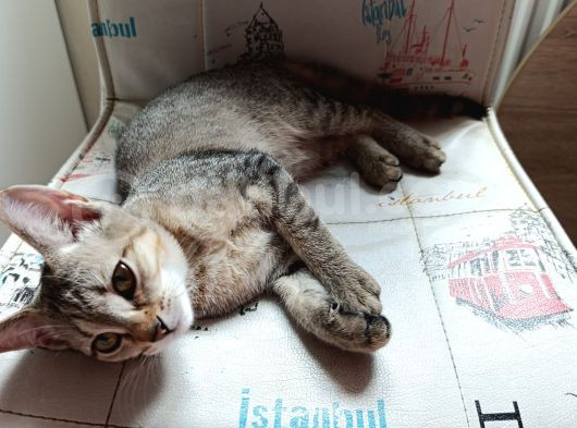 Prenses Ve Prens Si̇yamlar görsel