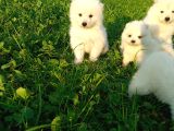 Samoyed Yavrular 