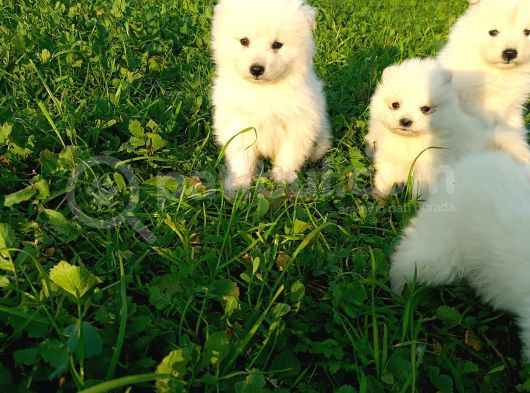 Samoyed Yavrular  görsel
