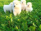 Samoyed Yavrular 