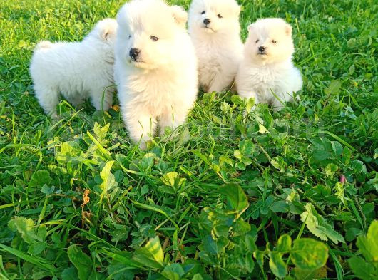 Samoyed Yavrular  görsel