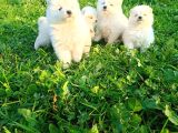 Samoyed Yavrular 