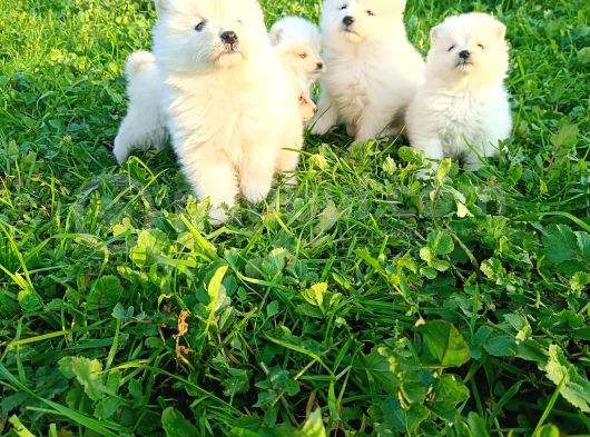 Samoyed Yavrular  görsel