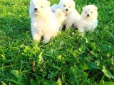 Samoyed yavrular 