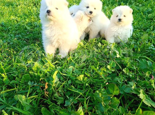 Samoyed Yavrular 
