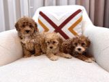 Kahverengi maltipoo bebeklerim