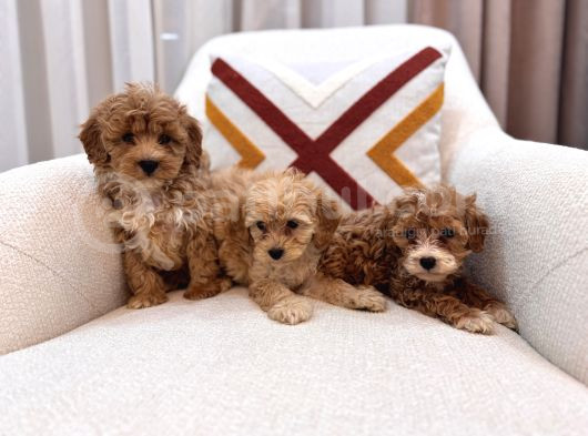 Kahverengi Maltipoo Bebeklerim