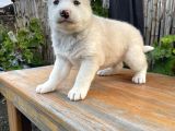 Safkan Üst Kalite Husky Yavrular
