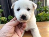 Safkan Üst Kalite Husky Yavrular