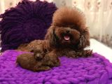 SAFKAN TOy poodle tüy dökmeyen Akıllı ve eğitime açık