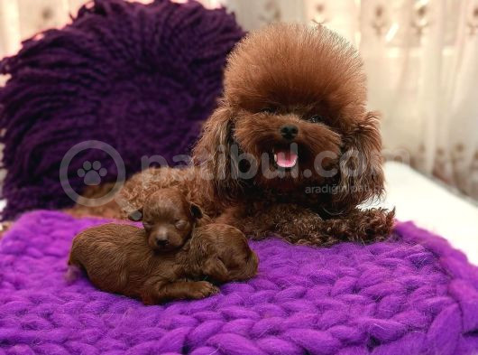 Safkan Toy Poodle Tüy Dökmeyen Akıllı Ve Eğitime Açık