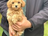 DİZAYN IRK MALTİPOO BEBEKLER AŞILI
