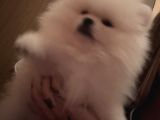Orjinal Erkek Teddy Pomeranian Yavru