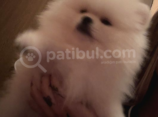 Orjinal Erkek Teddy Pomeranian Yavru görsel