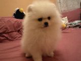 Orjinal Erkek Teddy Pomeranian Yavru