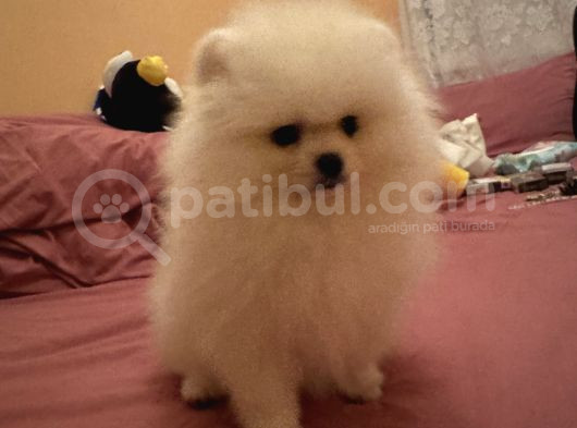 Orjinal Erkek Teddy Pomeranian Yavru görsel