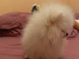 Orjinal Erkek Teddy Pomeranian Yavru