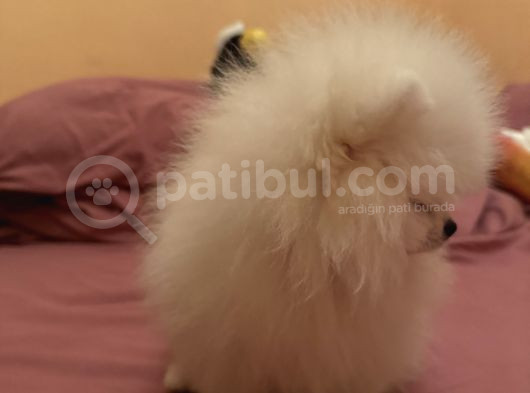 Orjinal Erkek Teddy Pomeranian Yavru görsel