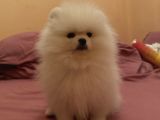 Orjinal erkek teddy pomeranian yavru