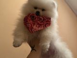 Orjinal Erkek Teddy Pomeranian Yavru