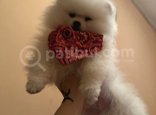 Orjinal Erkek Teddy Pomeranian Yavru görsel