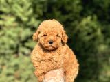 AŞILI GARANTİLİ ÇEŞİT ÇEŞİT TOY POODLE BEBEKLER