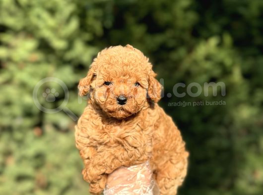 Aşili Garanti̇li̇ Çeşi̇t Çeşi̇t Toy Poodle Bebekler