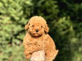Aşili Garanti̇li̇ Çeşi̇t Çeşi̇t Toy Poodle Bebekler