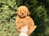 Aşili Garanti̇li̇ Çeşi̇t Çeşi̇t Toy Poodle Bebekler