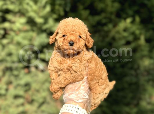 Aşili Garanti̇li̇ Çeşi̇t Çeşi̇t Toy Poodle Bebekler görsel